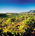 Hunter Valley Winery Tour 1